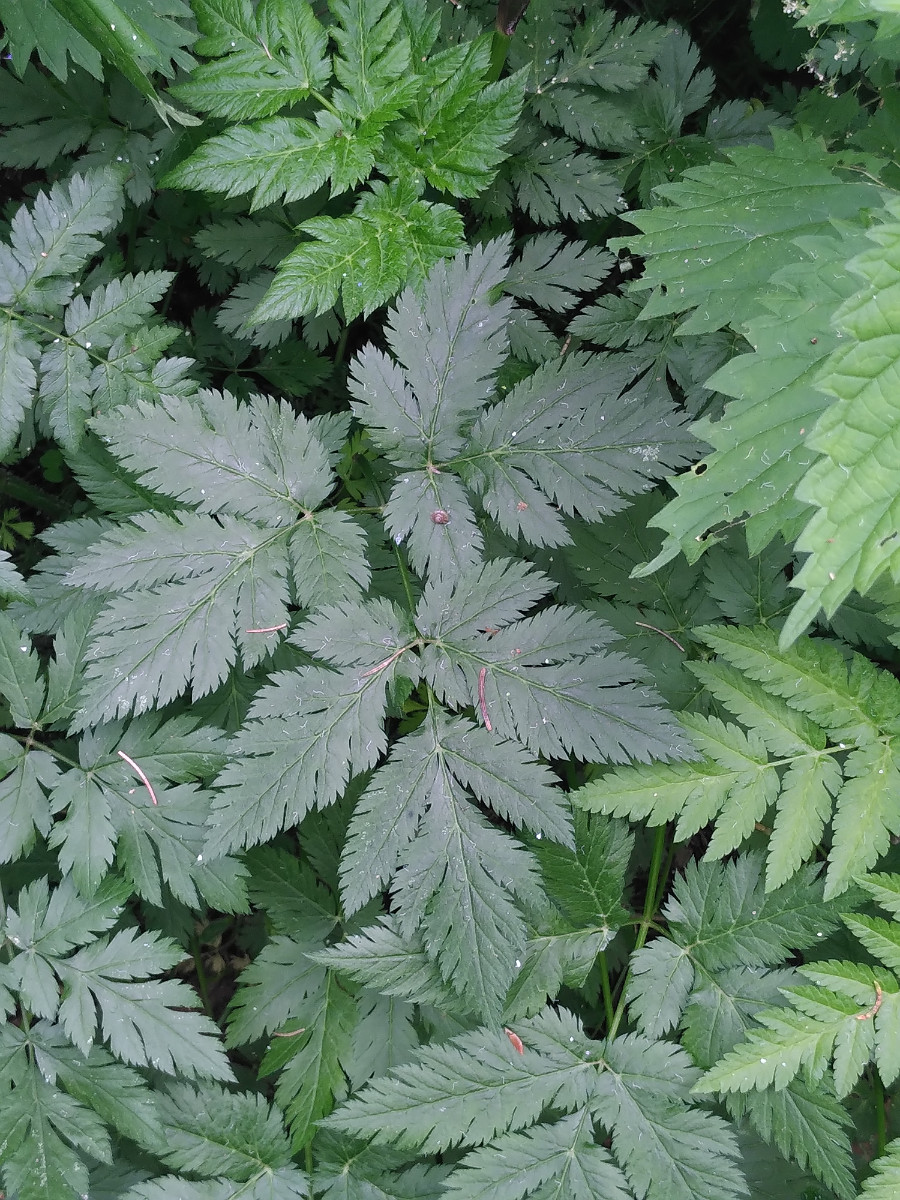 Anthriscus sylvestris (1).jpg
