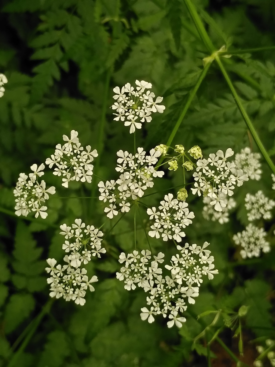 Anthriscus sylvestris (2).jpg