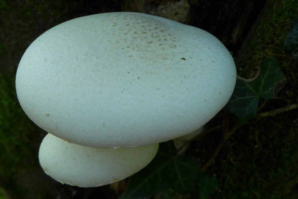 Pleurotus dryinus_Oberseite_09-2017.jpg