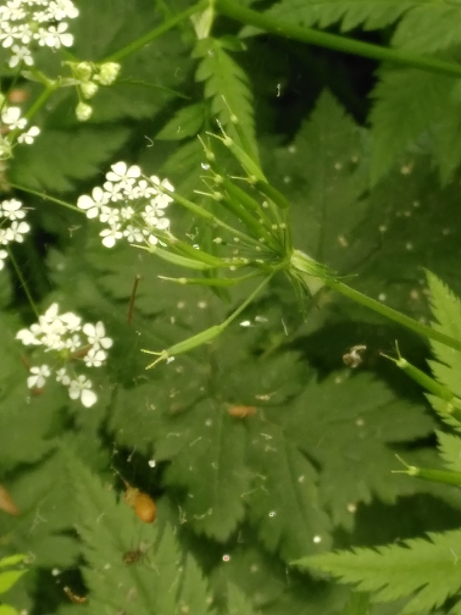 Anthriscus sylvestris (4).jpg