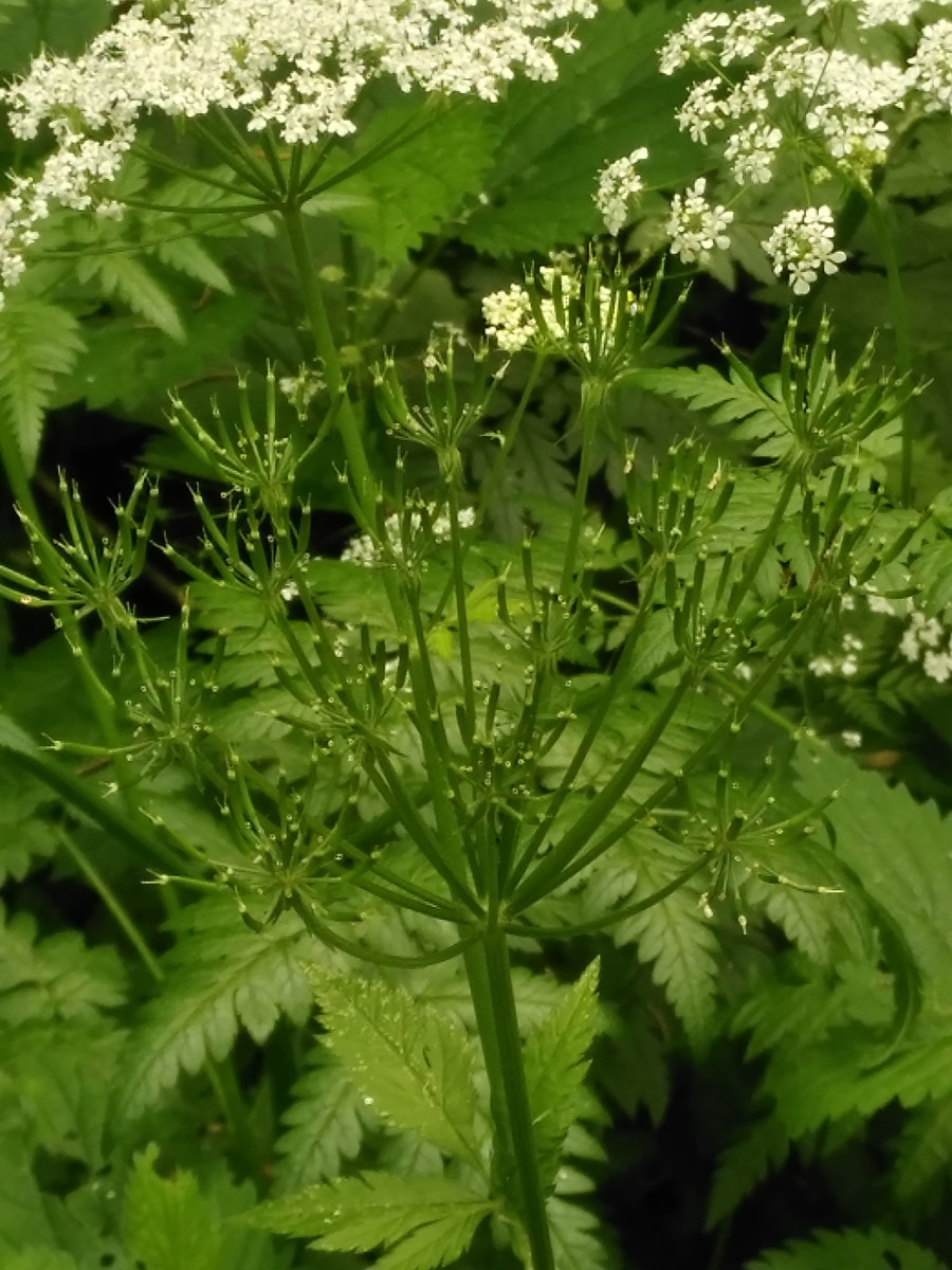 Anthriscus sylvestris (5).jpg