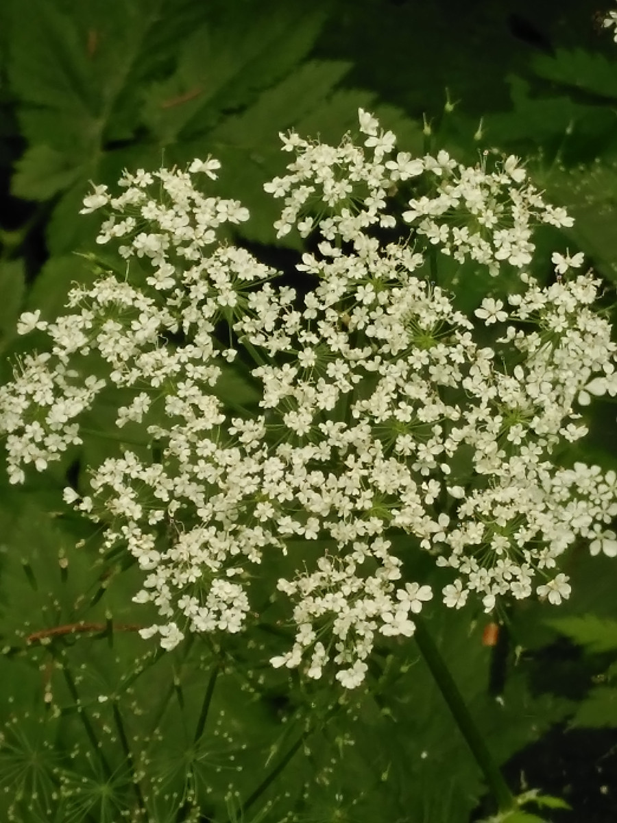 Anthriscus sylvestris (6).jpg