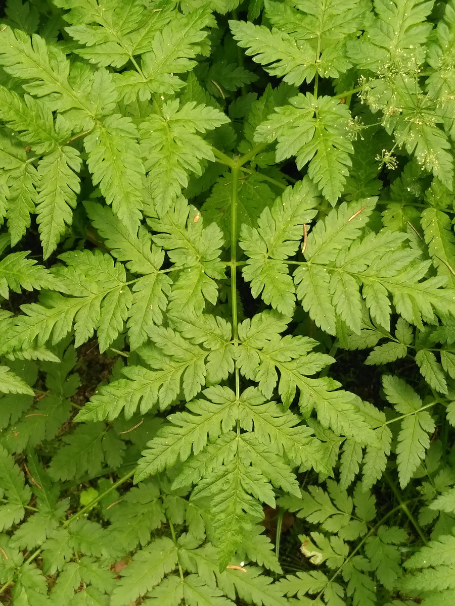 Anthriscus sylvestris (8).jpg