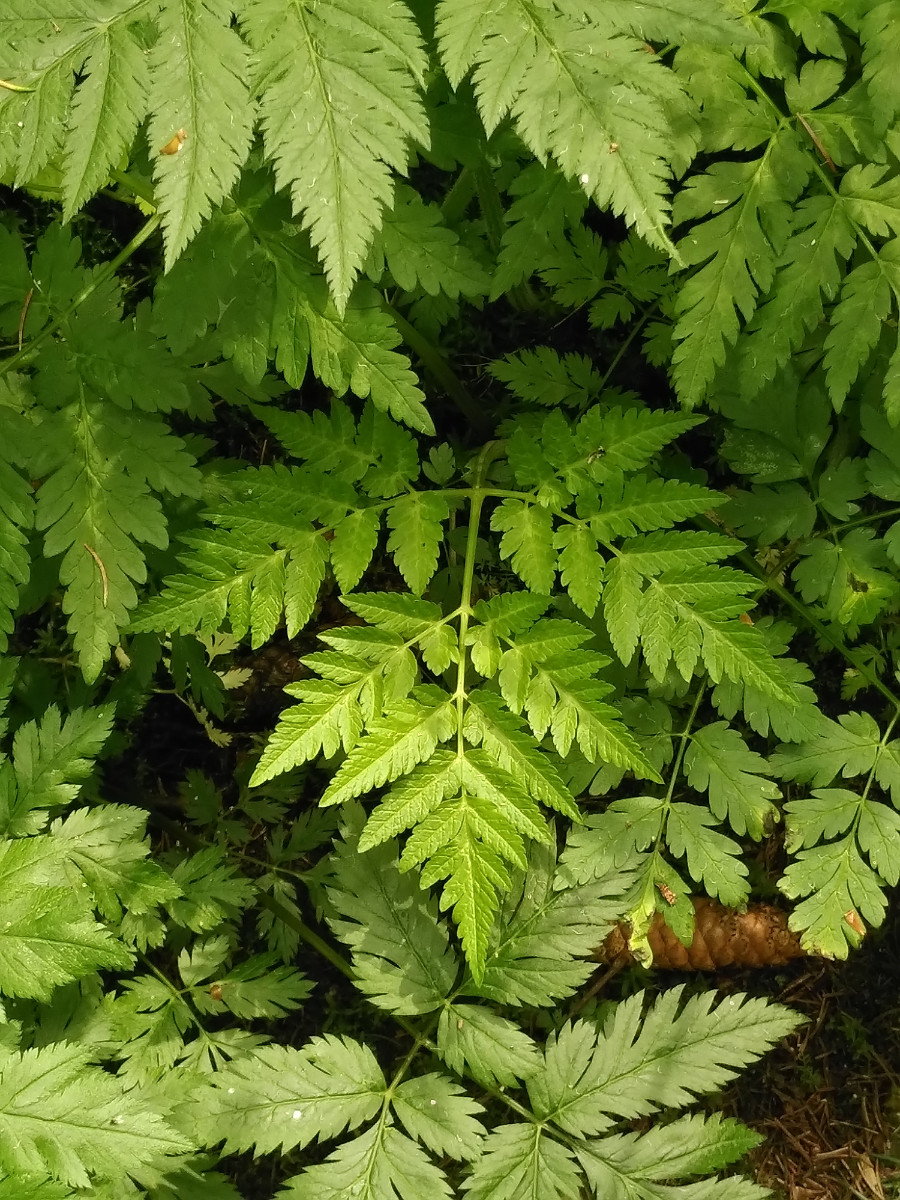 Anthriscus sylvestris (9).jpg