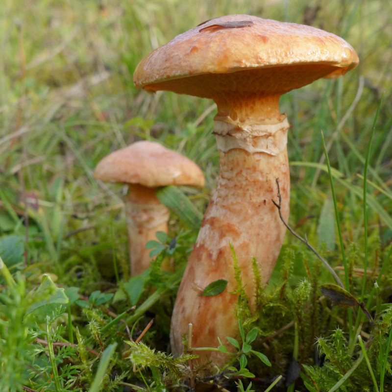 Suillus tridentinus_10-2017.jpg