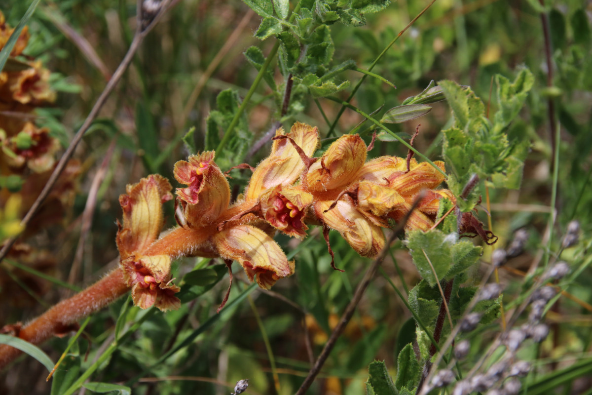 Orobanche Detail