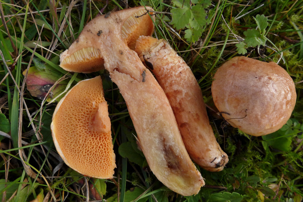 Suillus tridentinus_Schnitt_10-2017.jpg