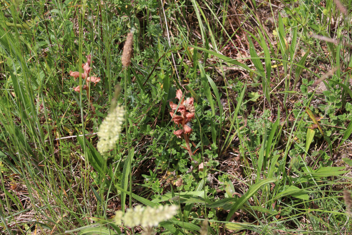 mit Teucrium - der Wirt?
