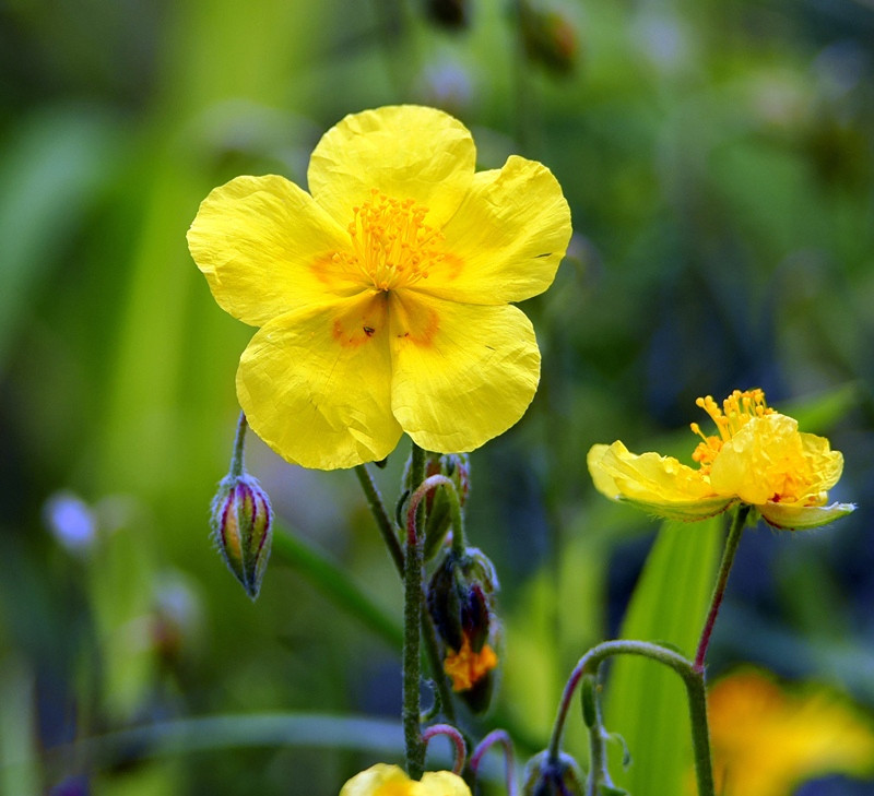 gelbes WildblümchenP6161021.JPG