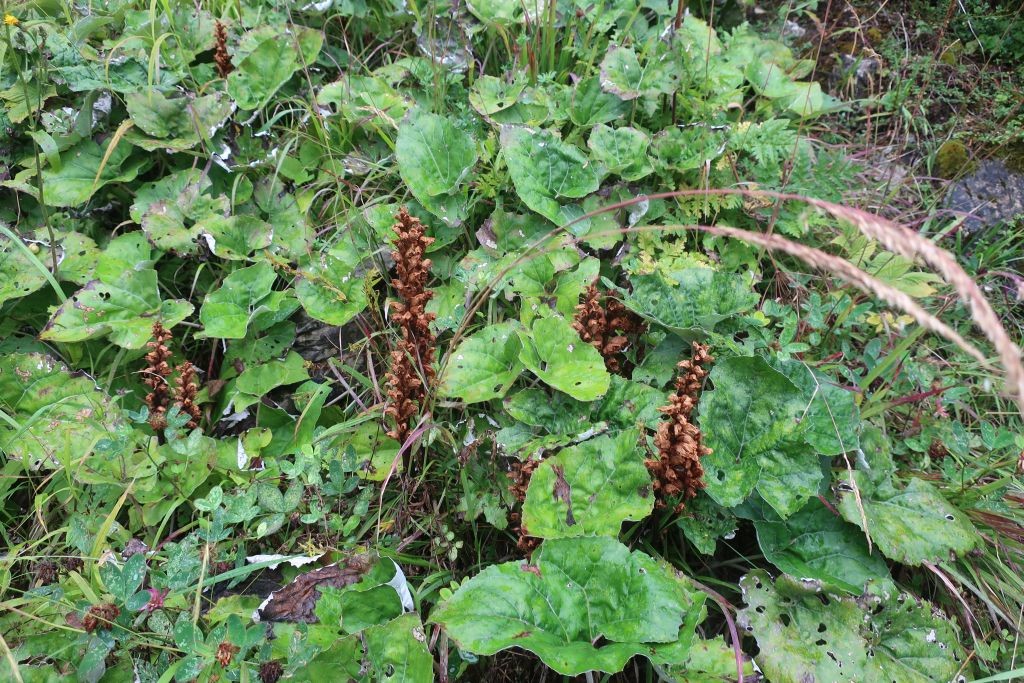 2022-08-19_Orobanche_Elbigenalp.jpg