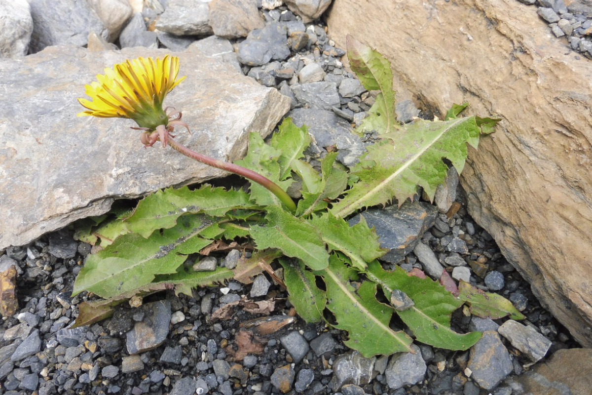 Taraxacum 1 a.JPG