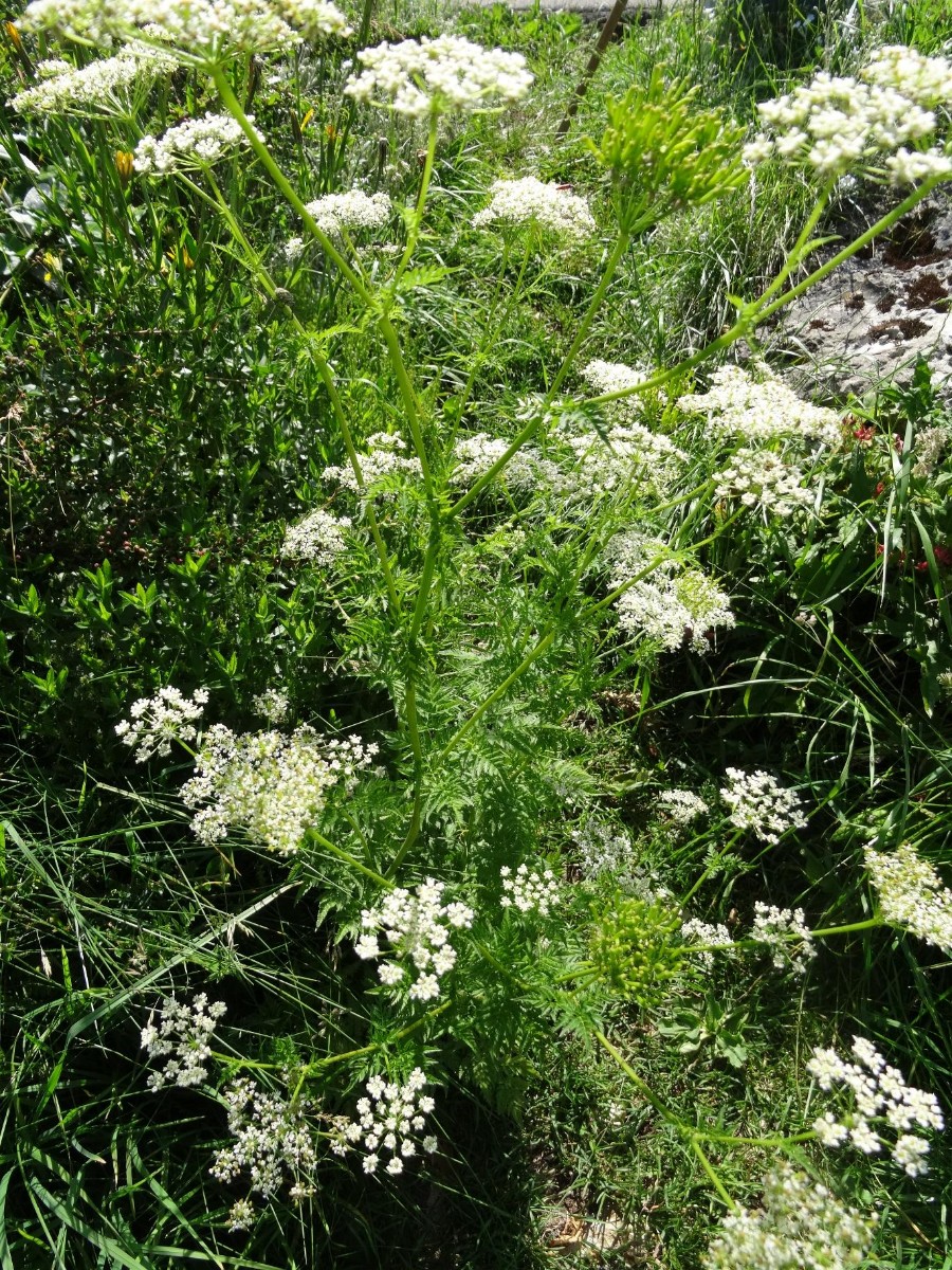 (1) Habitus.jpg