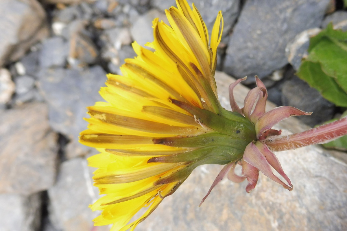 Taraxacum 1 b.JPG