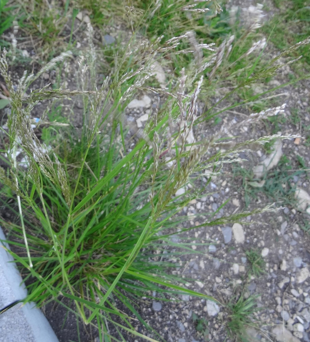(1) Habitus.jpg