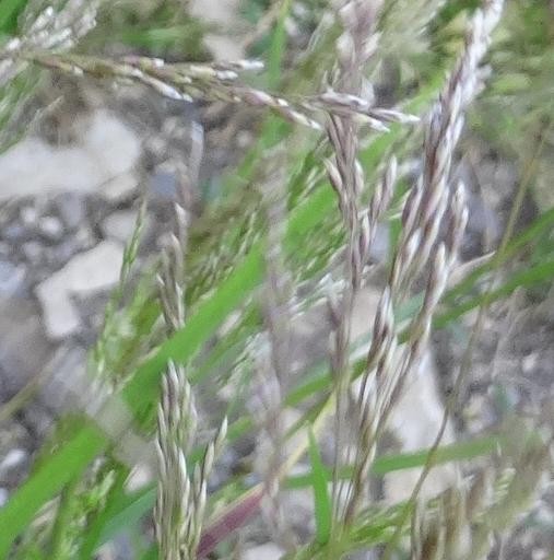 (3) Zoom.jpg