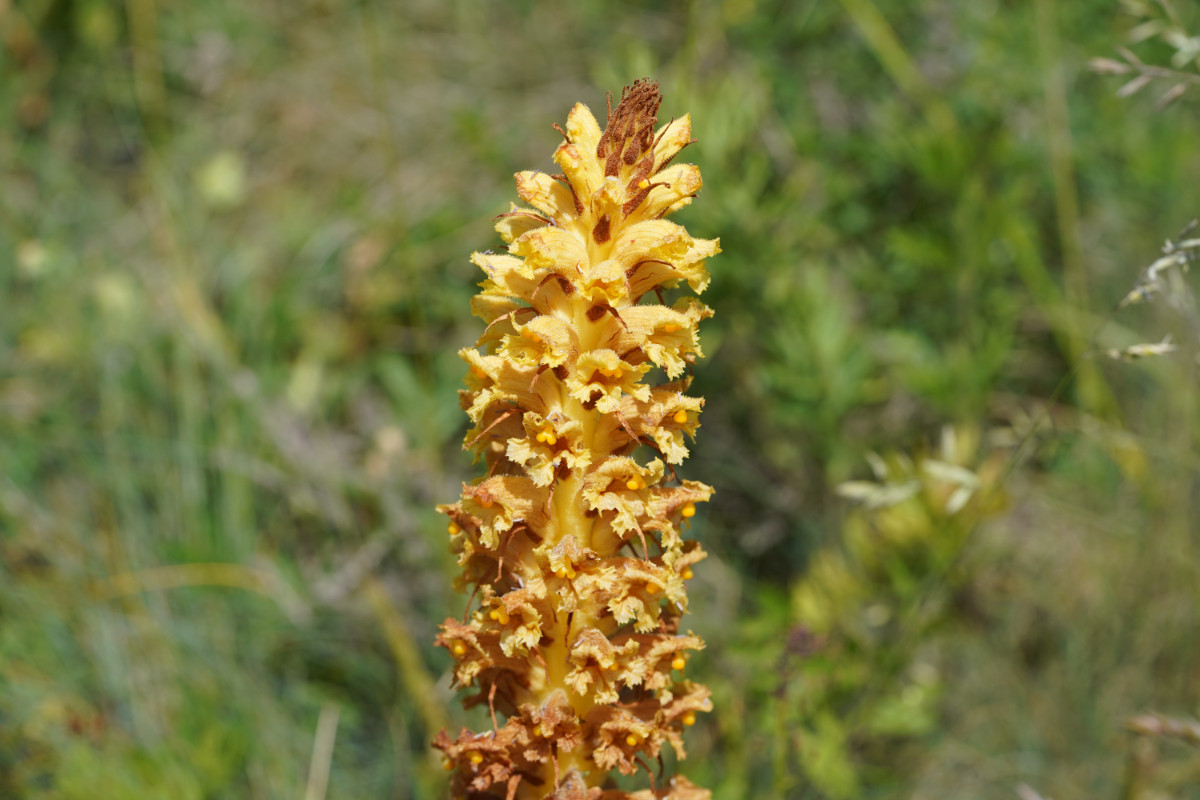 DSC03954.JPG