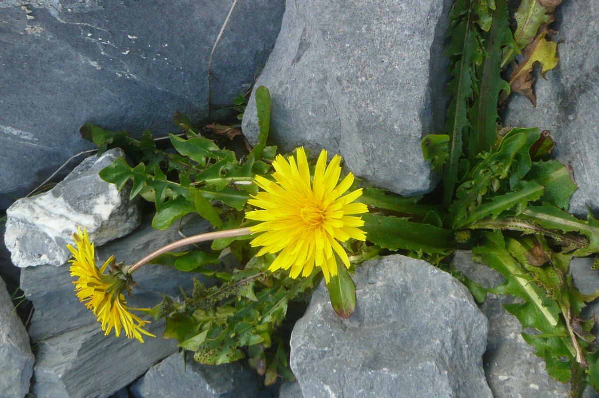 Taraxacum 3 a.JPG