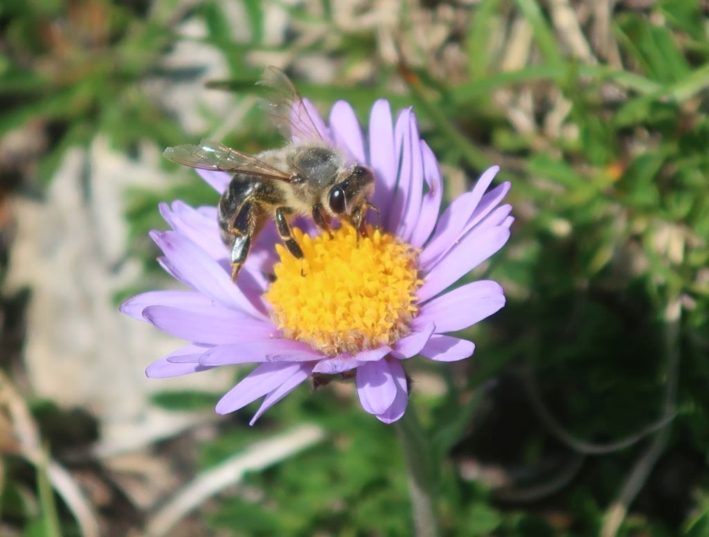2025-06-21_Aster alpinus.jpg