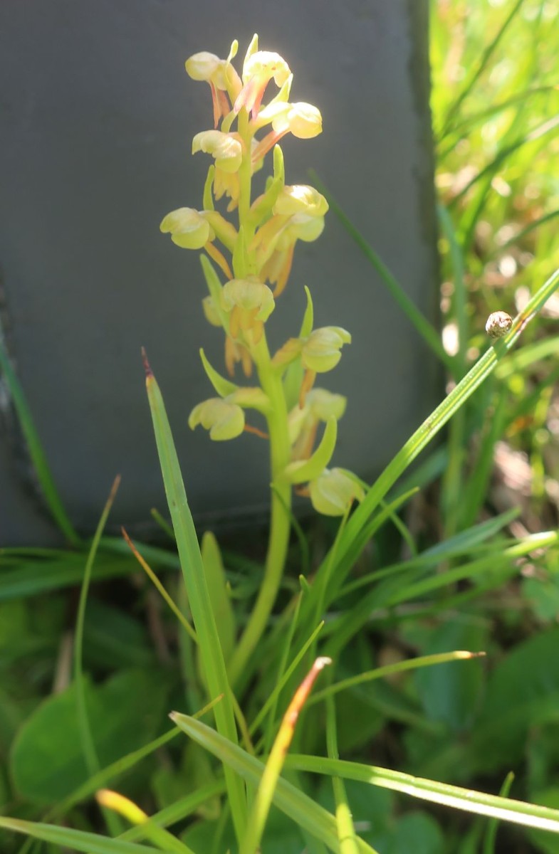 2025-06-21_Dactylorhiza viridis.jpg