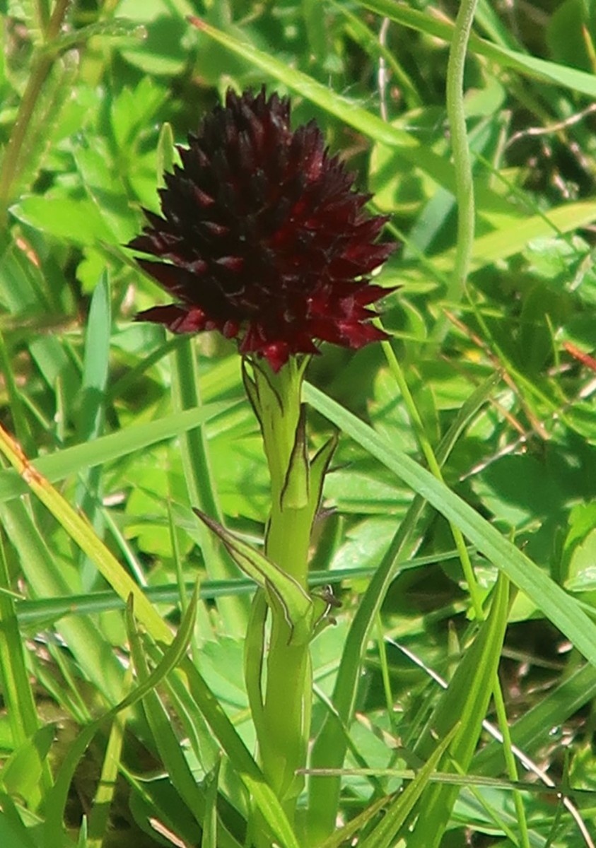 2025-06-21_Nigritella rhellicani.jpg
