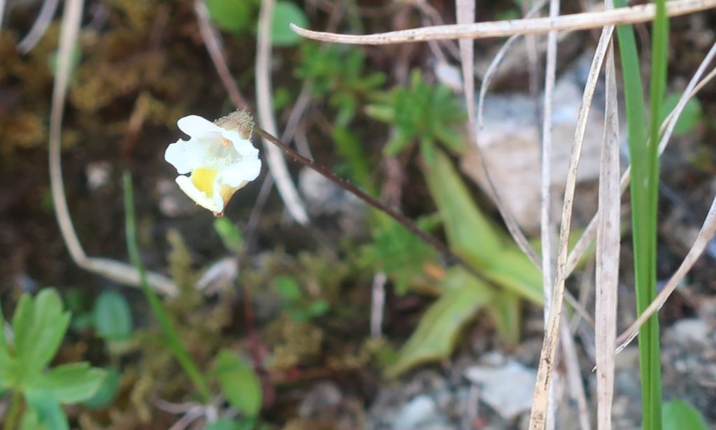 2025-06-21_Pinguicula alpina.jpg