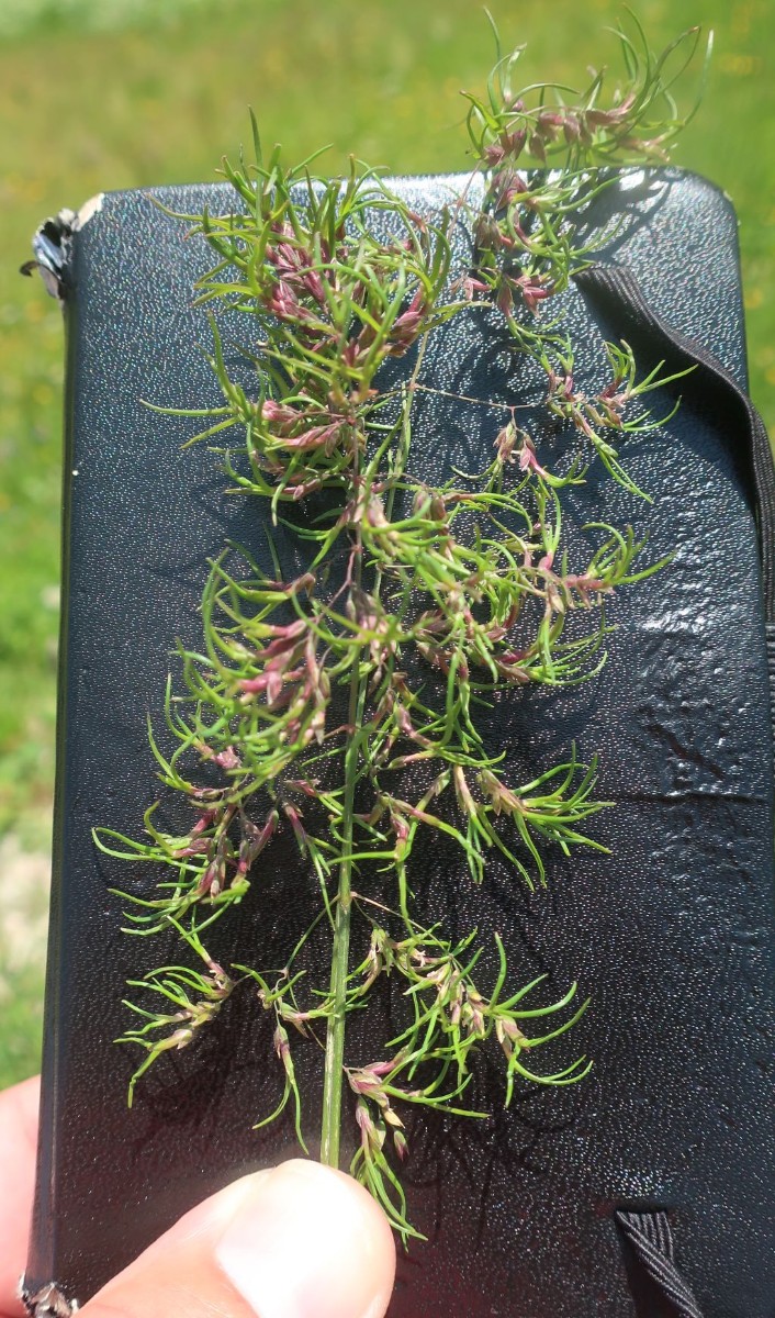 2025-06-21_Poa alpina.jpg