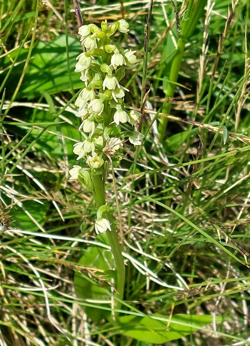 2025-06-21_Pseudorchis alba.jpg