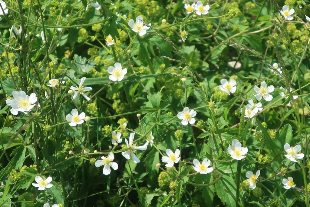 2025-06-21_Ranunculus aconitifolius.jpg