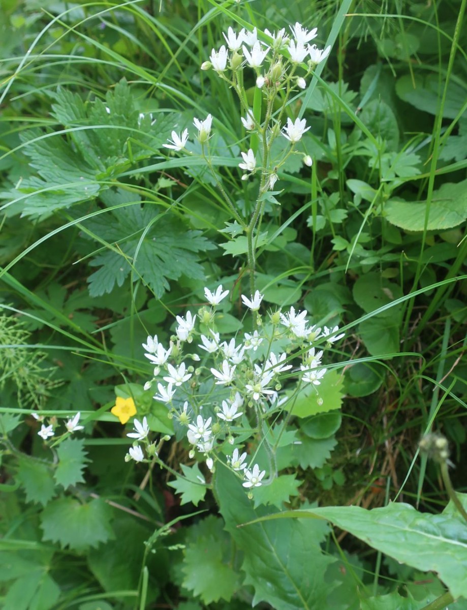 2025-06-21_Saxifraga rotundifolia.jpg