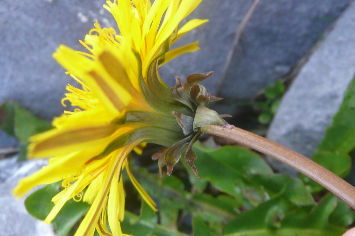 Taraxacum 3 b.JPG