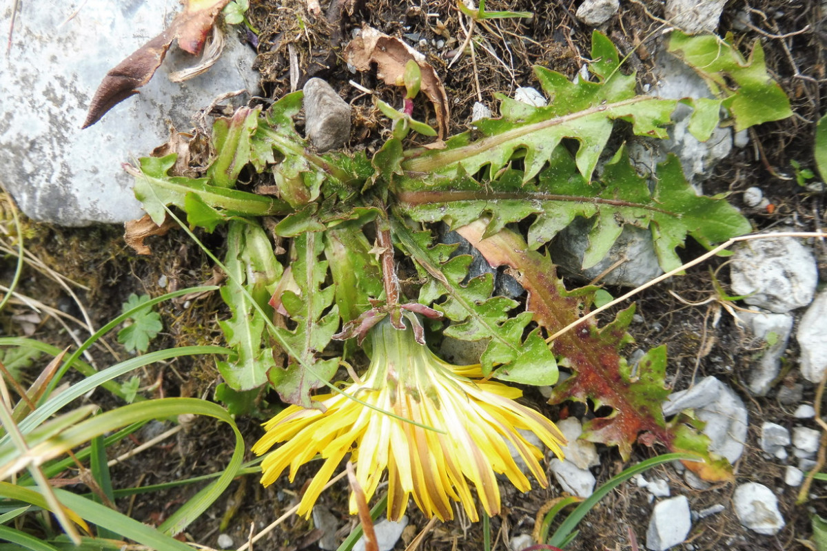 Taraxacum 4 a.JPG