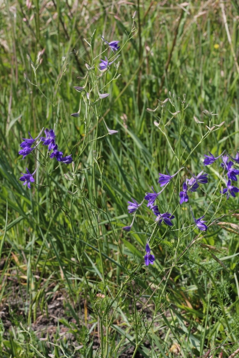 IMG_8978.JPG