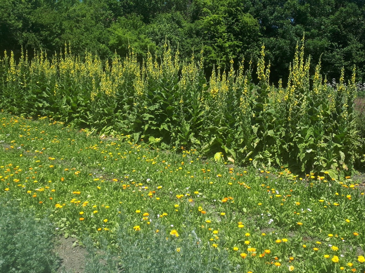 IMG_20250621_122911.jpg