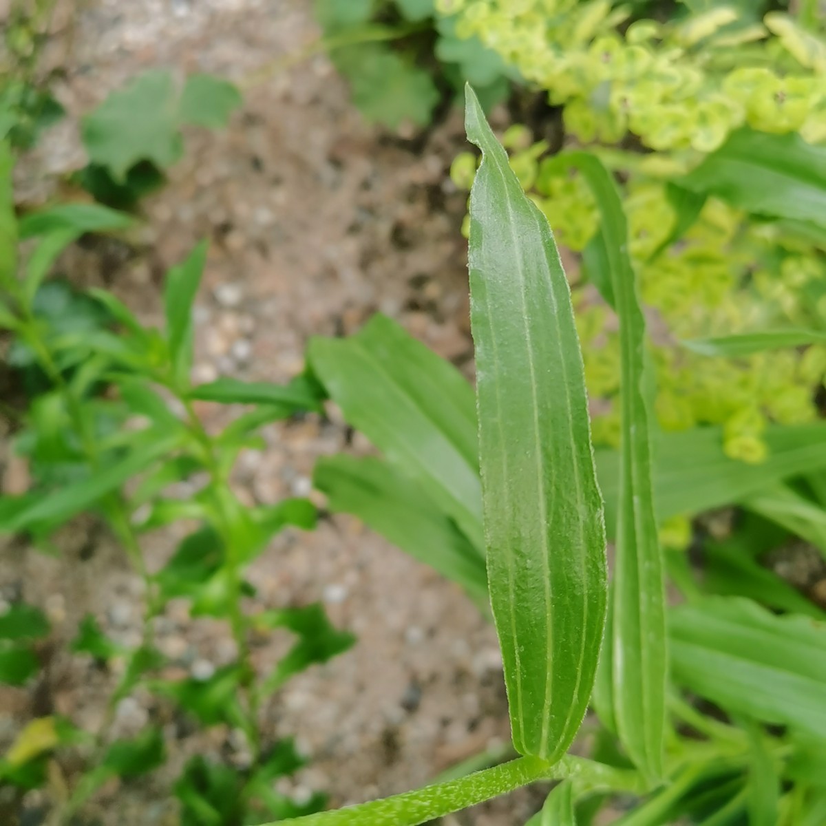 黄花松果菊，德国 (5).jpg