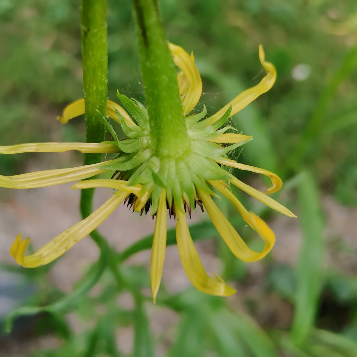 黄花松果菊，德国 (2).jpg