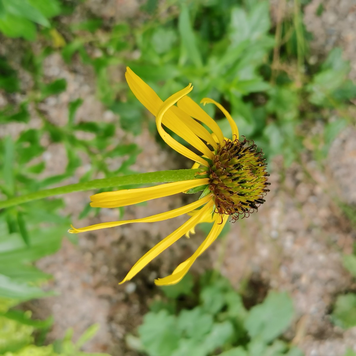 黄花松果菊，德国 (1).jpg