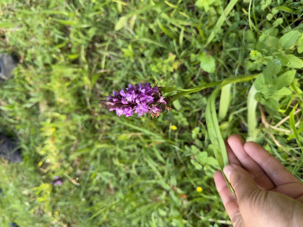 IMG_1734.jpeg