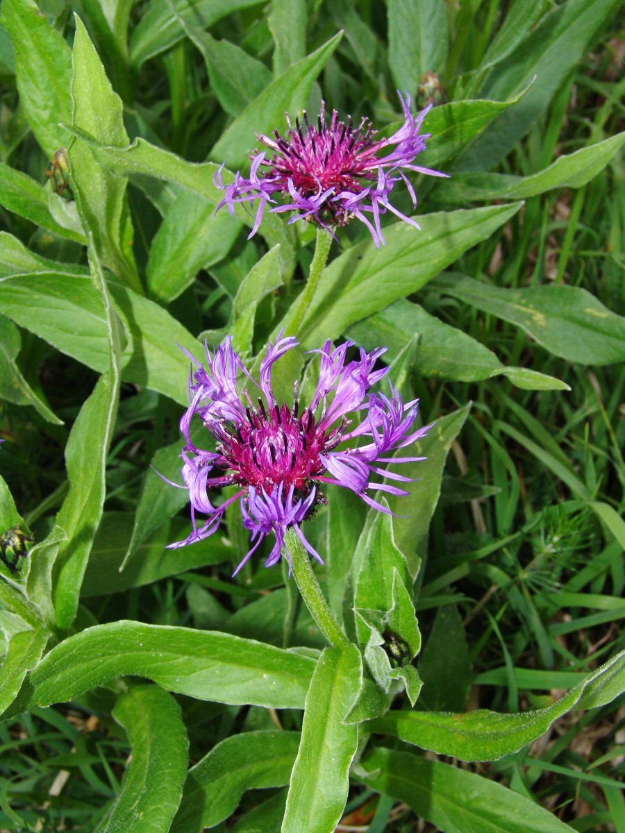 Centaurea montana IrrndorferHardt G5.jpg