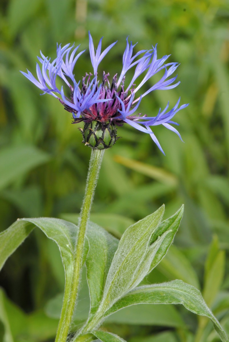 Centaurea montana BB G 23.5.17 DSC_0009akorr-dd.jpg