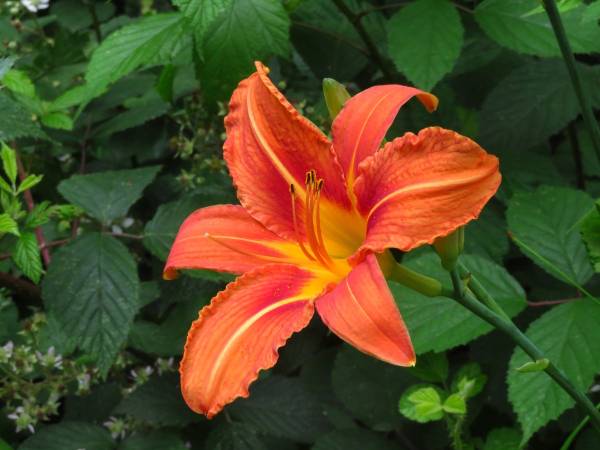 24.6.2025, Arnsberger Wald, Lilium bulbiferum, Foto Volkmar Brockhaus.jpg