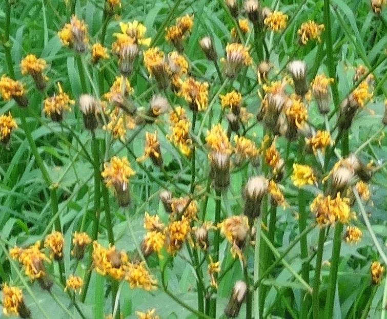 (2) Blüten und Kelche.jpg