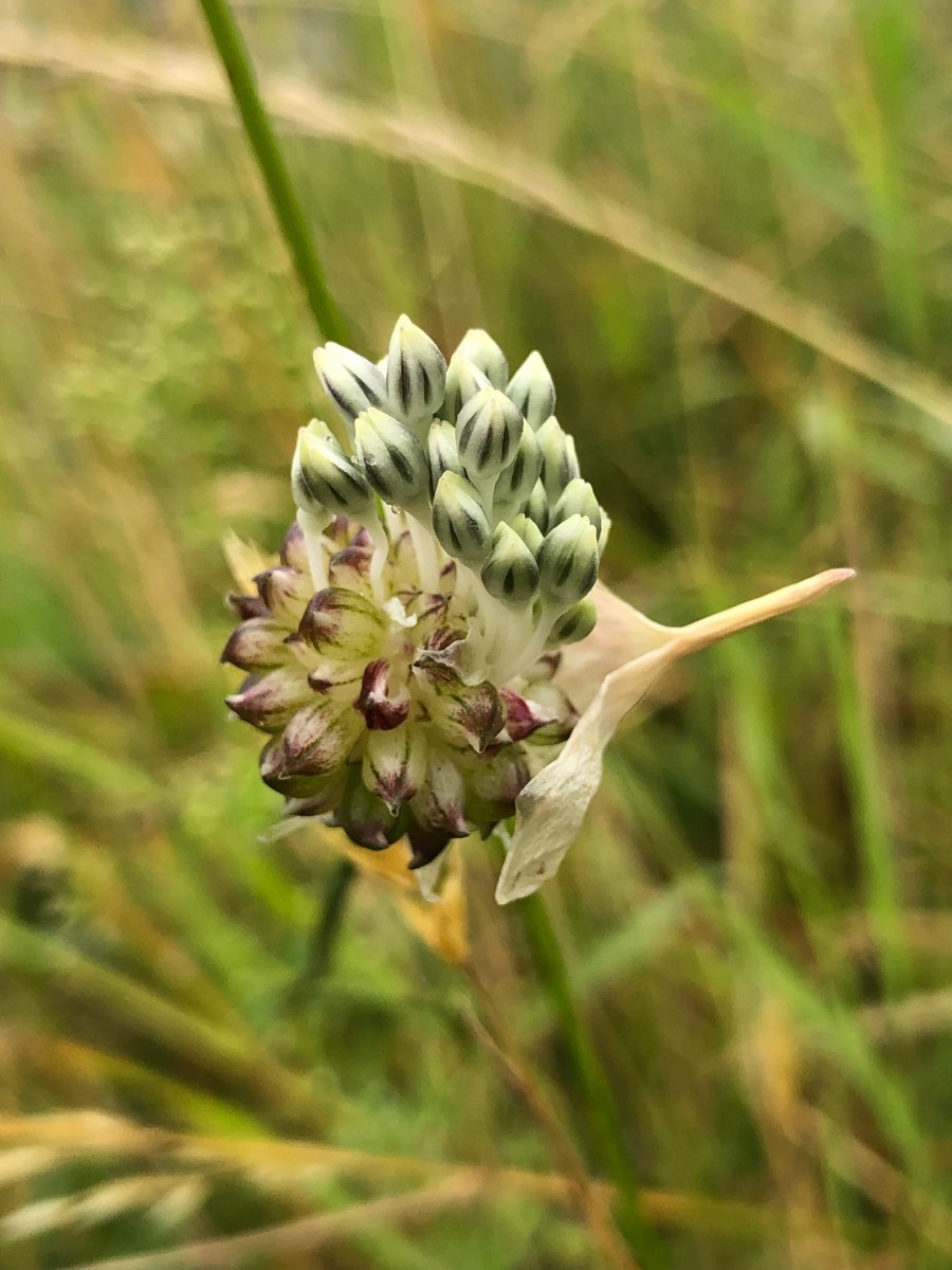 IMG_1369.jpeg (879.59 KiB) 1053 mal betrachtet IMG_1369.jpeg