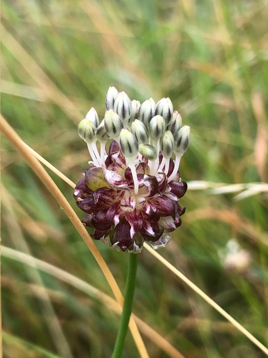 IMG_1368.jpeg (867.54 KiB) 1053 mal betrachtet IMG_1368.jpeg