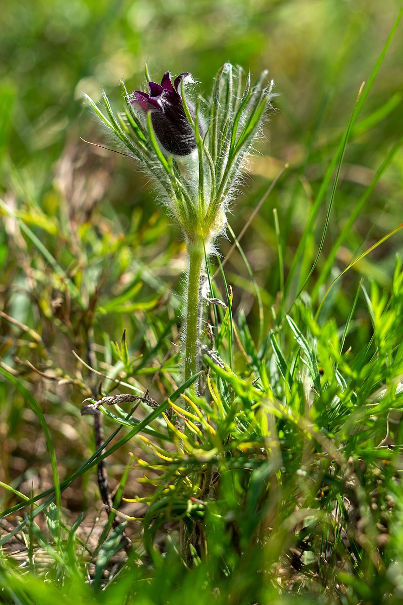 02_pulsatilla montana_3665.jpg