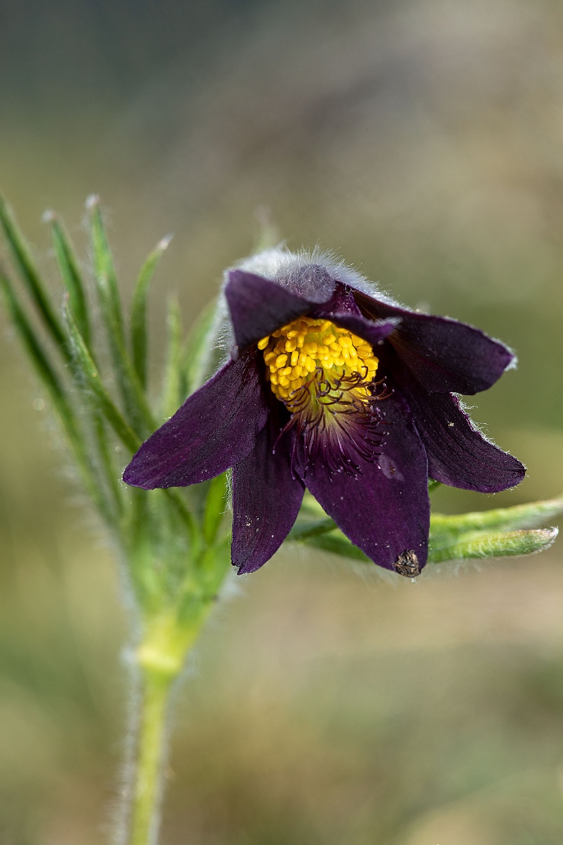 03_pulsatilla montana_9915.jpg