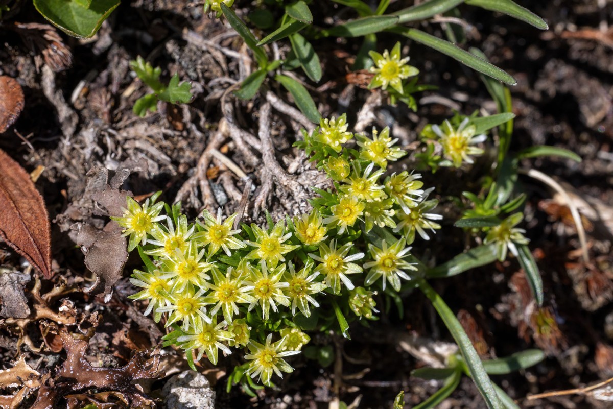 Fragliche Pflanze mit schmalen Petala in den Blüten und verholzter Basis
