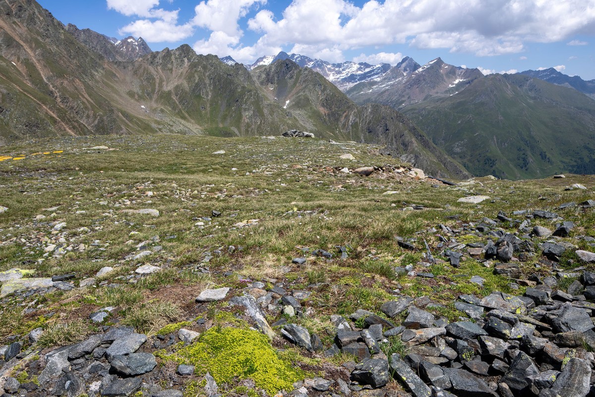 Habitat von Minuartia sedoides
