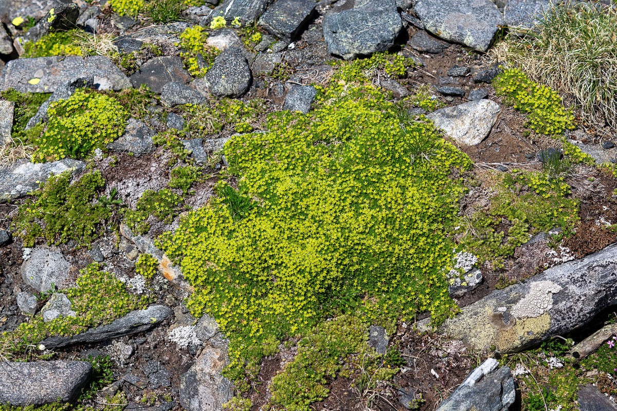 Minuartia sedoides_Zwerg-Miere__0496.jpg
