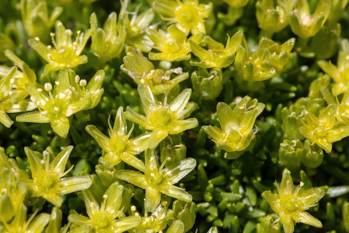 Minuartia sedoides_Zwerg-Miere_1136.jpg