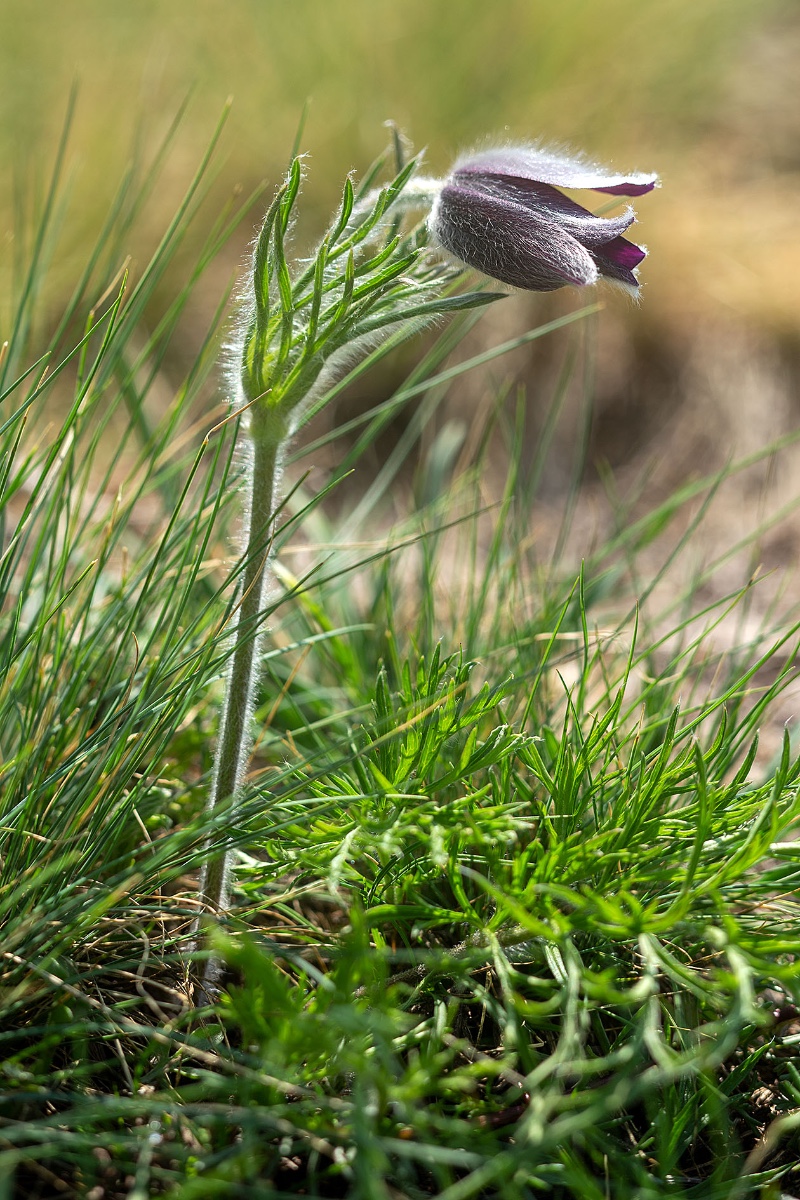 04_pulsatilla montana_3662.jpg